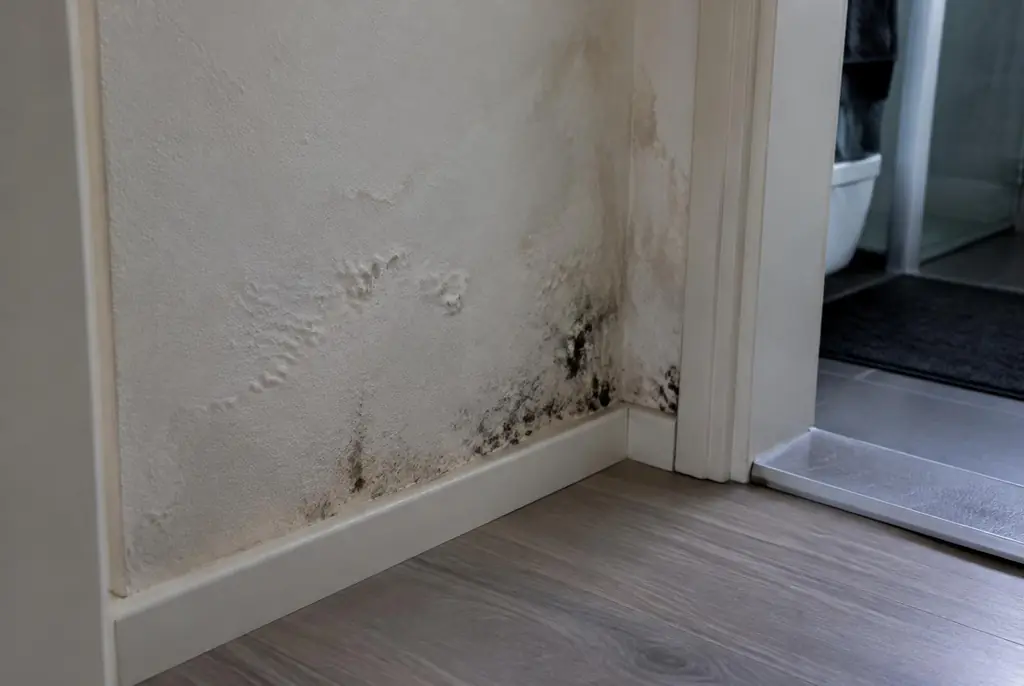 Lekdetectie Bergschenhoek – vochtplek met schimmel op een muur